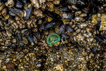 Large rock made out of shells and other marine life attached. A coquina. 