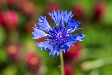 Beautiful blue flower Centaurea cyanus growing in the field.