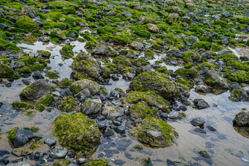 Low tide in front of the Haystack Rock on the Cannon Beach along the Oregon Coast.