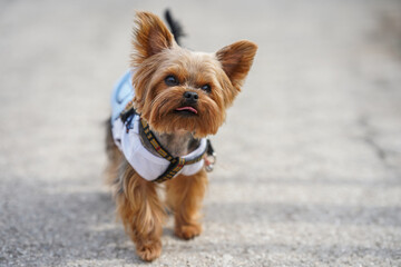 A small Yorkshire Terrier dog walks the streets 