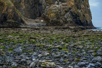 Low tide in front of the Haystack Rock on the Cannon Beach along the Oregon Coast.