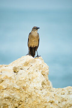 Bird (Mar&iacute;a Mulata) on the rock