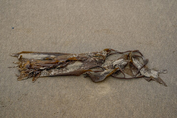 Brown kelp washed up to the shoreline along the Oregon Coast.