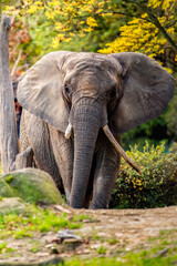 elephant 
