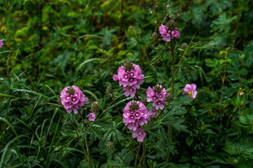 Pink flowers growing along the Oregon Coast.