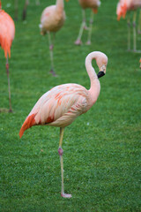 White and pink flamingo with a heart-shaped neck and a standing posture, one leg is closed and the other is stretched out.