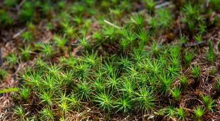 moss on the ground