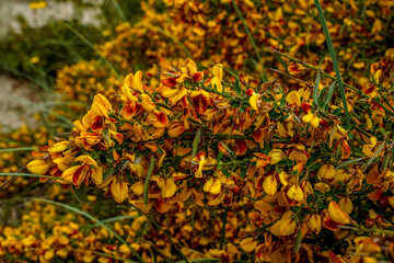 Bright yellow and orange, flowering plant along the coast of Oregon. 
