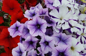 Petunien Petunia Balkon Pflanze Sommer Blüte lila rot weiß Nahaufnahme Zierpflanze