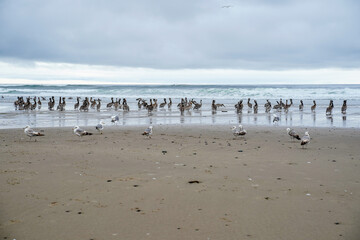 A large gathering of seagulls and Pelicans on the shoreline of an Oregon beach.