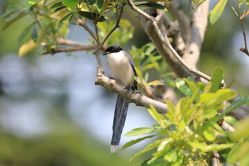 Azure-winged Magpie (Cyanopica cyanus) in Japan