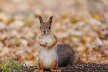 Naklejka na ściany i meble fluffy squirrel standing on its hind legs among the fallen leaves in the autumn park