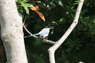 Azure-winged Magpie (Cyanopica cyanus) in Japan
