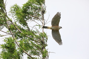Japanese lesser sparrowhawk (Accipiter gularis) male in Japan