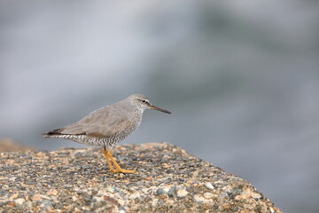 Wandering Tattler (Tringa incanus) in Japan