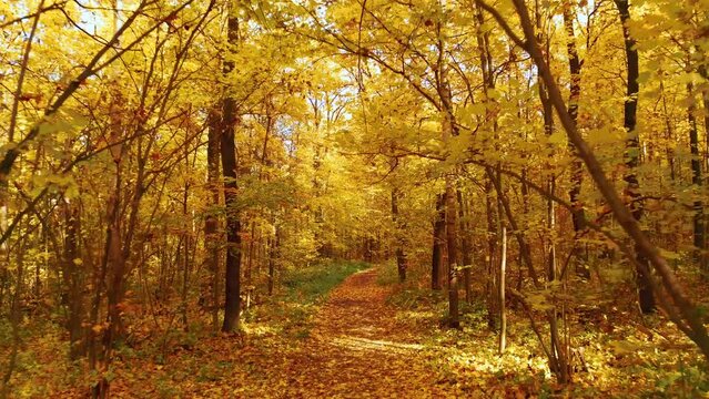 Point of view shot of crossing orange autumn deciduous forest. Walk along path littered with falling autumn leaves. Autumn park or forest. Orange trees in sun beam. Magical nature landscape b-roll 4k