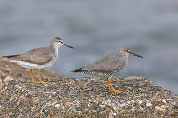 Wandering Tattler (Tringa incanus) in Japan
