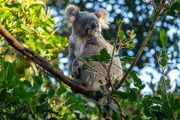 Naklejka na ściany i meble Koala, Sydney, Australia