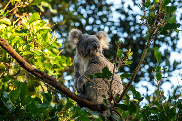 Koala, Sydney, Australia