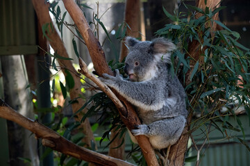 Koala, Sydney, Australia