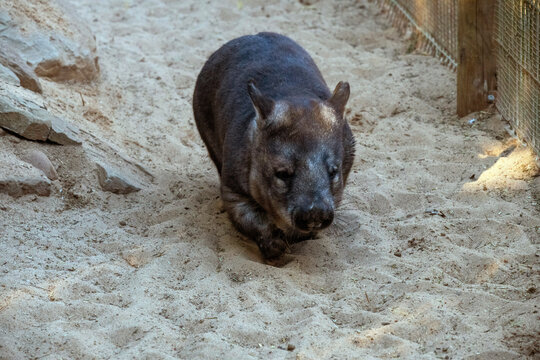 Northern hairy-nosed Wombat, Sydney, Australia
