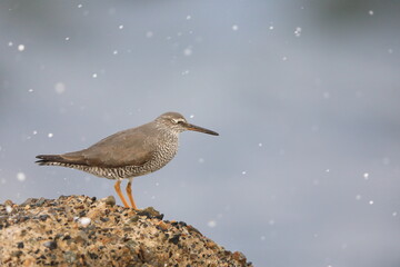Wandering Tattler (Tringa incanus) in Japan