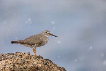 Wandering Tattler (Tringa incanus) in Japan