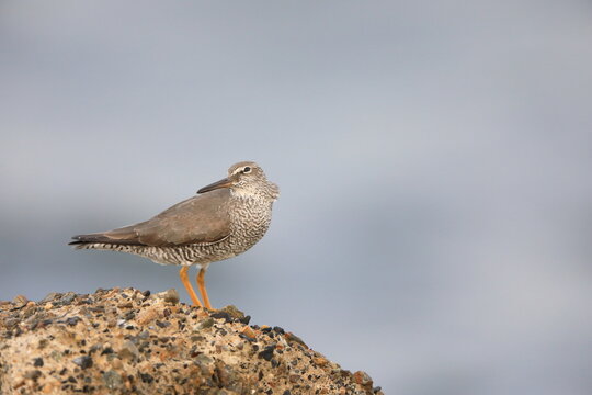 Wandering Tattler (Tringa incanus) in Japan