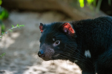 Tasmanian Devil, Sydney, Australia