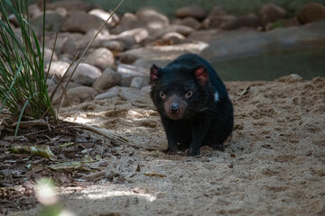 Tasmanian Devil, Sydney, Australia