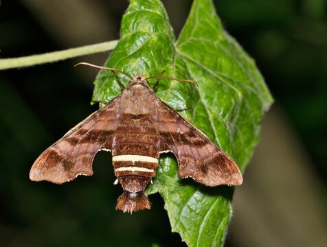Nessus Sphinx Moth (Amphion floridensis) insect on leaf nature Springtime pest control agriculture.