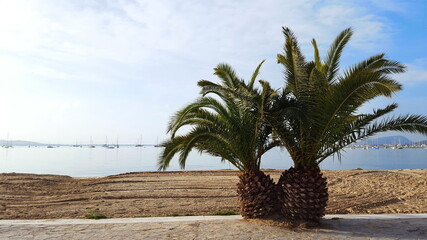 zwei Palmen stehen dicht nebeneinander am Strand
im Hintergrund das Meer und der blaue...