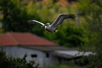 Dalmatian Pelican // Krauskopfpelikan (Pelecanus crispus) - Lake Kerkini, Greece