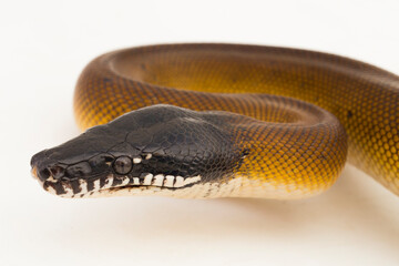 Gold Albertisi, white lipped python snake (Leiopython albertisi) isolated on white background