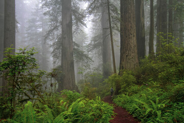 fog in the forest