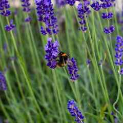 A bee pollinates a lavender flower in summer.