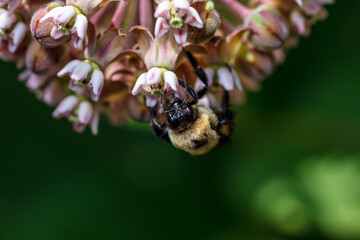 Macro close up brown belted bumblebee pollinating milkweed flower 