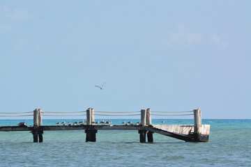 Naklejka premium Sun bleached pier over turquoise water