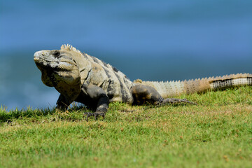 Mexican Spine Tailed Iguana (Ctenosaura pectinata)