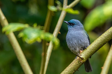 blue bird on a branch
