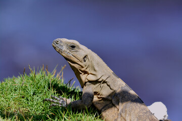 Mexican Spine Tailed Iguana (Ctenosaura pectinata)