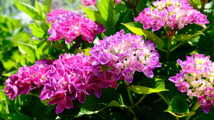 宮崎県高原町こうはらあじさい園の紫陽花