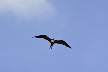 Magnificent Frigate Bird in flight