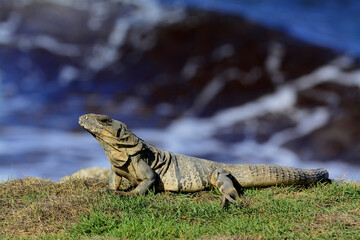 Mexican Spine Tailed Iguana (Ctenosaura pectinata)