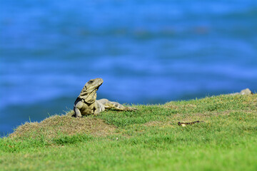 Mexican Spine Tailed Iguana (Ctenosaura pectinata)