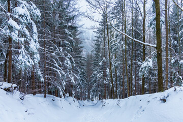 Beautiful winter landscape of mountain trail full of fresh and white snow with high trees around