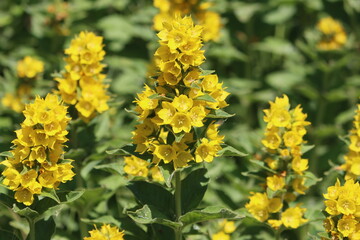 Sweden. Lysimachia is a genus consisting of 193 accepted species of flowering plants traditionally classified in the family Primulaceae. 