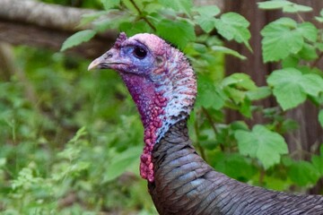 wild turkey tom male bird head 