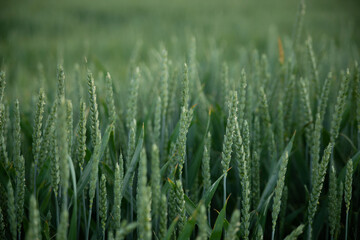 Green ears ripen in the field. Green wheat, rye, barley, cereals.