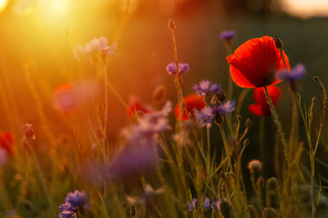 Obraz na płótnie Canvas Wild poppy flower and cornflowers in sunset backlight.